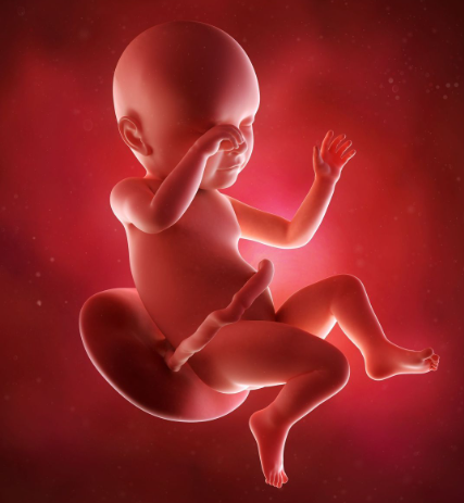 foetus 9ème mois